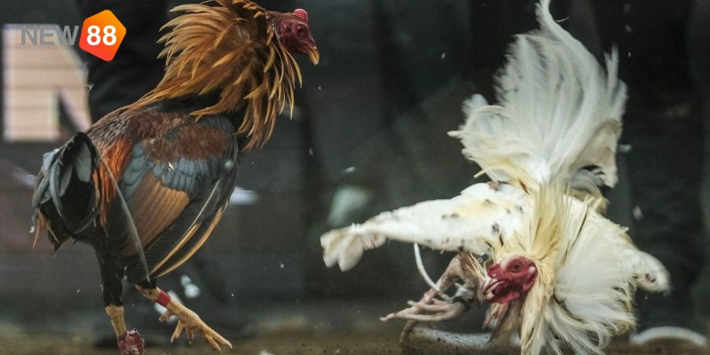 Cửa sinh cửa tử trong đá gà hàng xáo là gì? Cửa sinh cửa tử trong đá gà hàng xáo là gì?