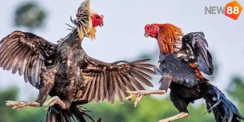 Các loại nổi tiếng dựa trên đặc điểm khuôn mặt