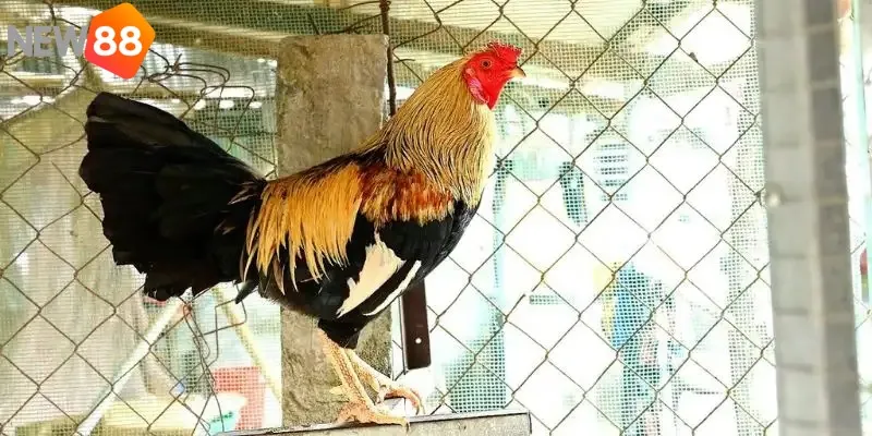 Các trại gà uy tín nhiều gà đẹp nhất hiện nay